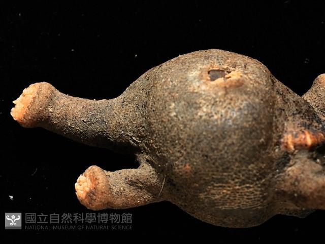 寄居蟹鞘群海葵藏品圖，第10張