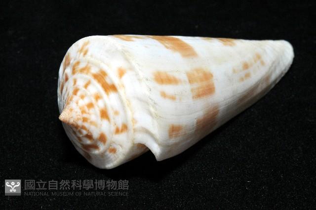 愛貓芋螺藏品圖，第10張