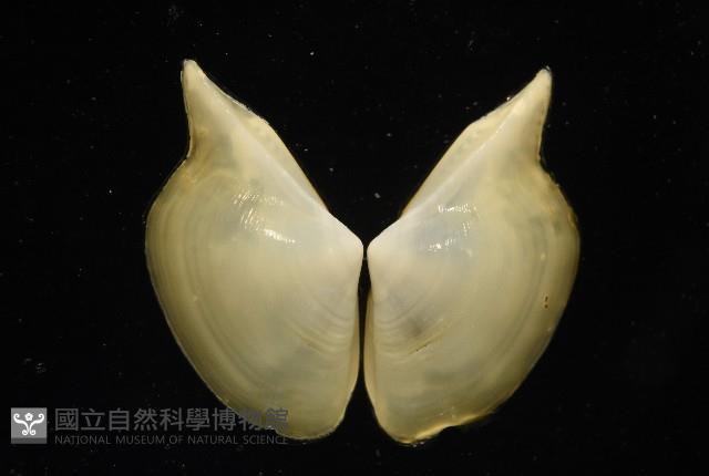深淵馬刺蛤藏品圖，第10張