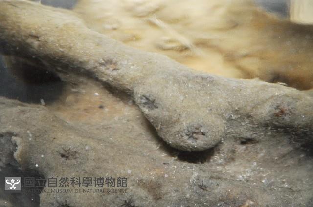 未知種鞘群海葵藏品圖，第10張