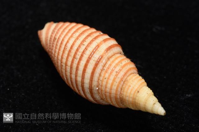 巧彫筆螺藏品圖，第10張