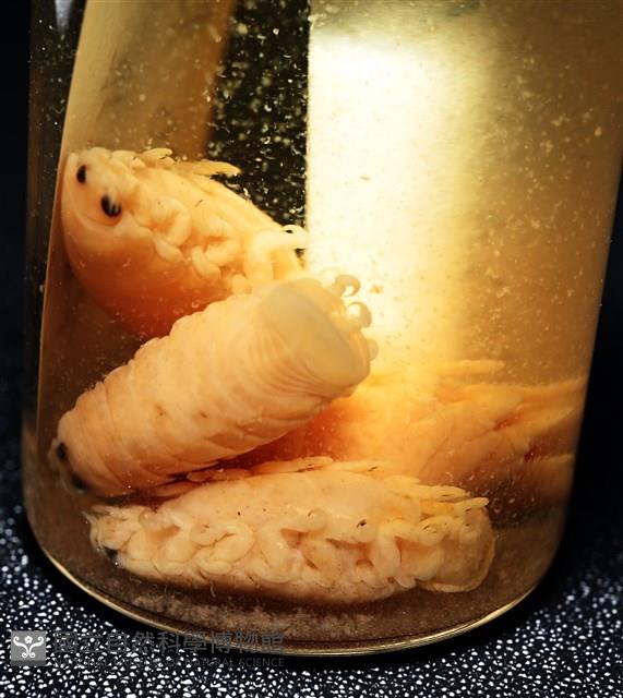 未知種縮頭水虱藏品圖，第10張
