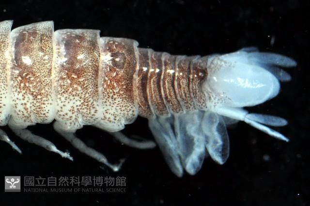 未知種浪漂水虱藏品圖，第10張