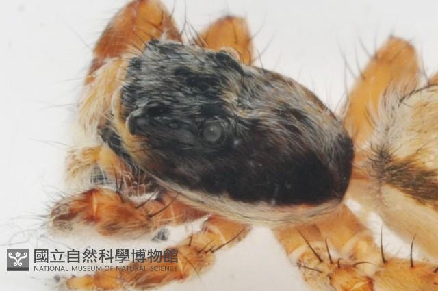 雙帶扁蠅虎藏品圖，第10張