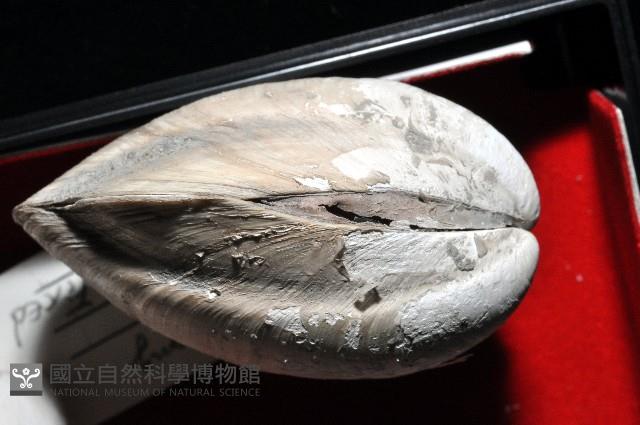 索足蛤藏品圖，第10張