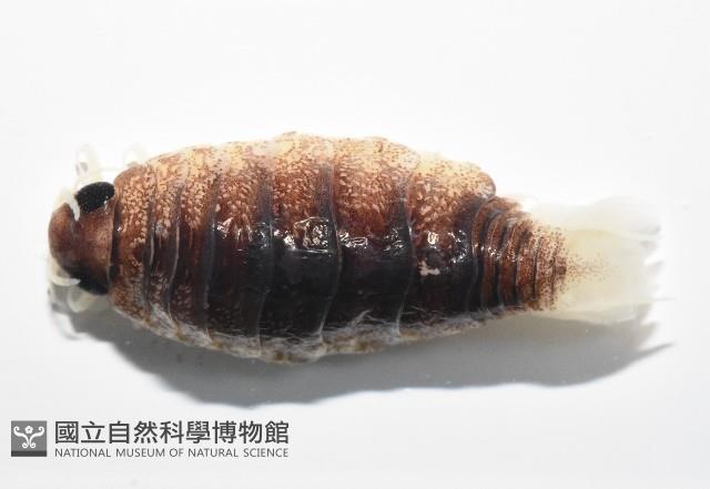 未知種狹長水虱藏品圖，第10張