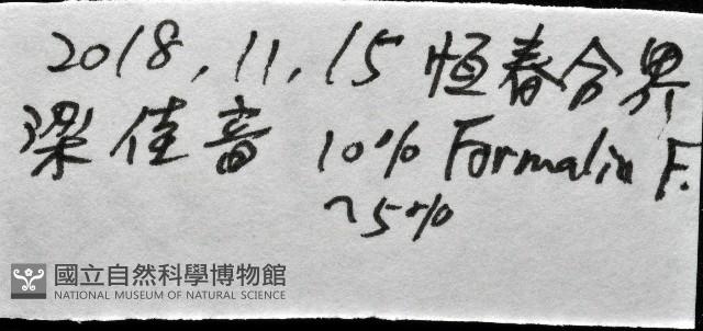 未知種手魷藏品圖，第10張