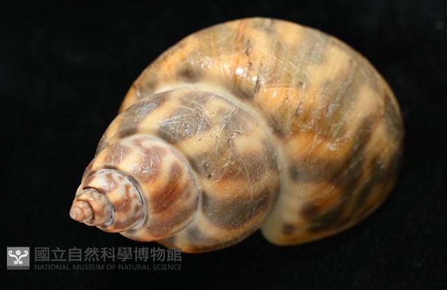 臺灣鳳螺藏品圖，第10張