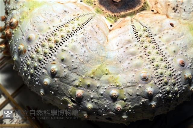 裸隱肛海膽藏品圖，第10張