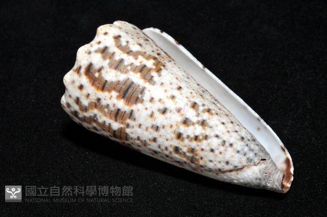 帝王芋螺藏品圖，第10張