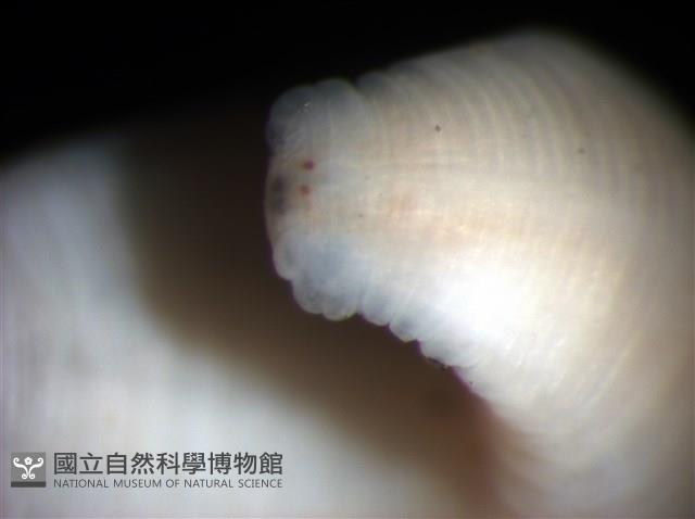 未知種舌蛭藏品圖，第10張
