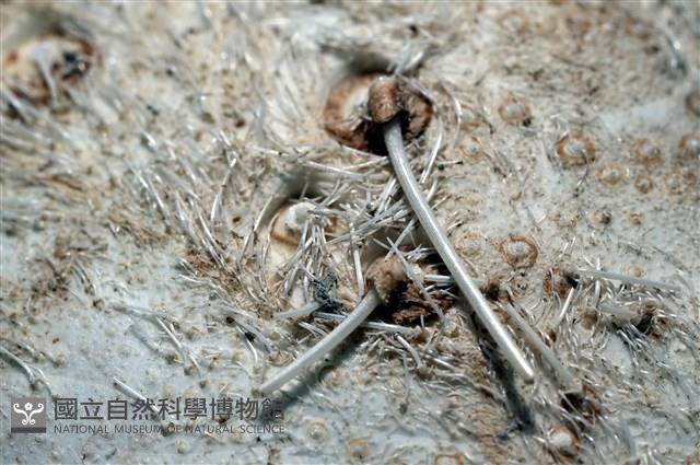 小花瓣裸心海膽藏品圖，第10張