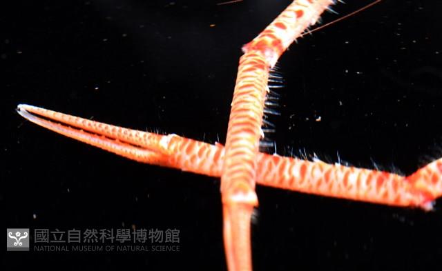 近似宦蝦藏品圖，第10張