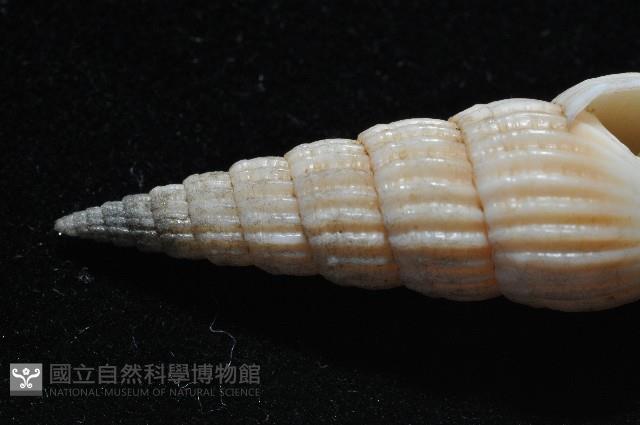 明輝蛹筆螺藏品圖，第10張