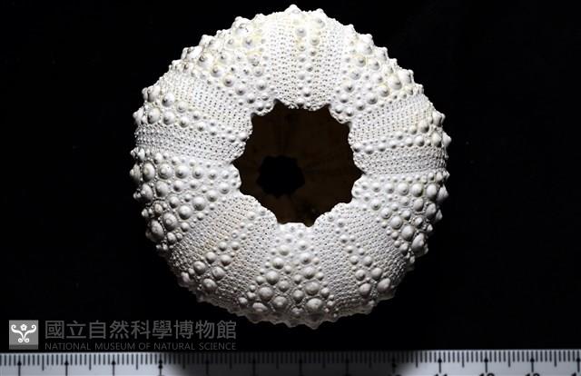 口鰓海膽藏品圖，第10張