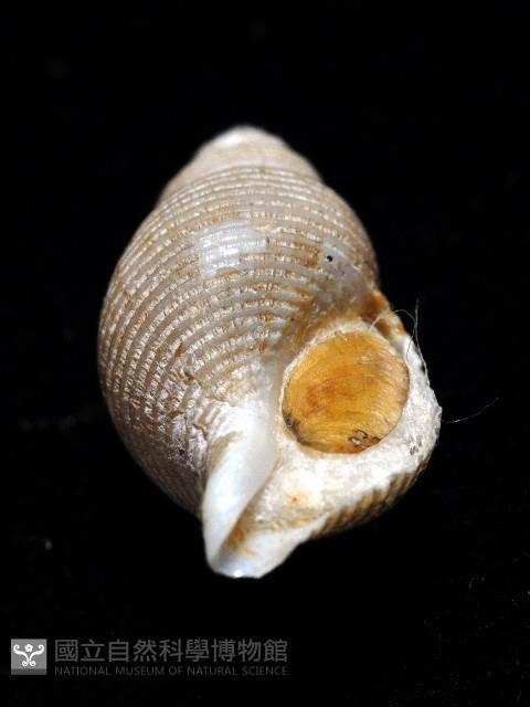 大溪峨螺(新種)藏品圖，第10張