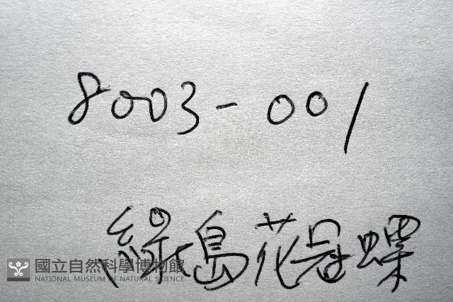 綠島花冠螺藏品圖，第10張