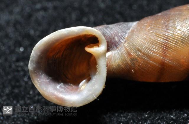 暗昏大傘口煙管蝸牛藏品圖，第10張