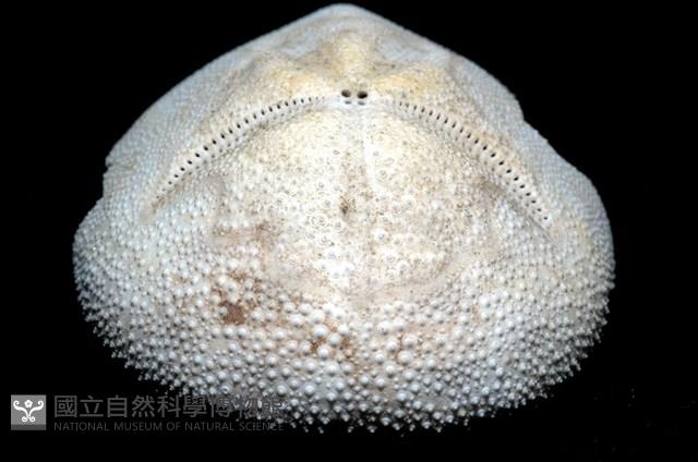 脊背壺海膽藏品圖，第10張