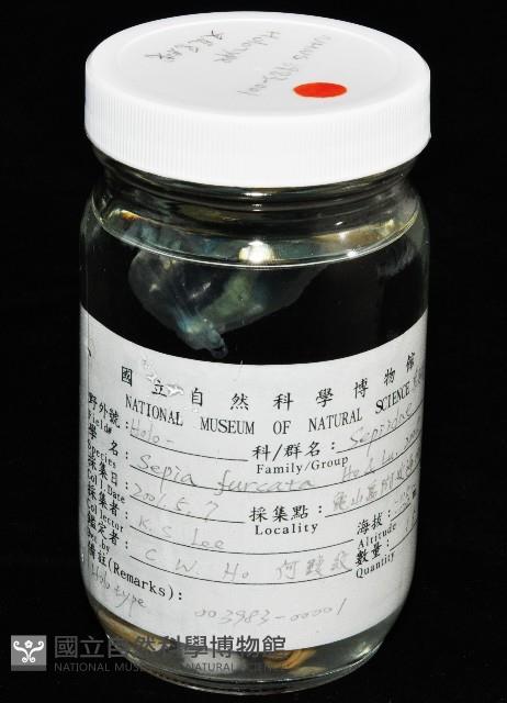 叉尾烏賊藏品圖，第10張