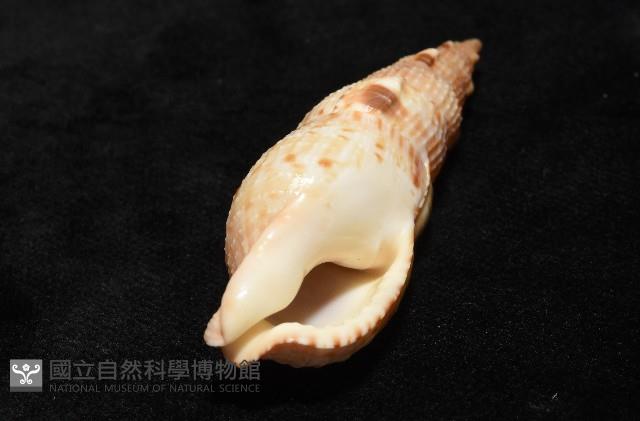 小平頭布紋螺藏品圖，第10張
