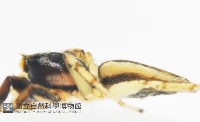 多色金毛蛛藏品圖，第10張