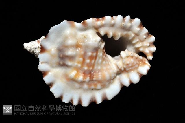 扭法螺藏品圖，第10張