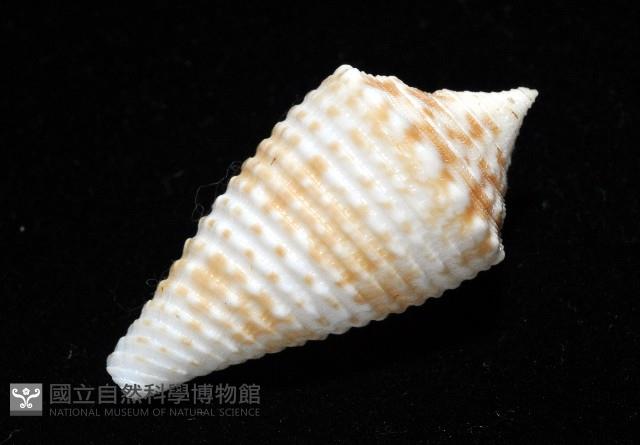 土生芋螺(新種)藏品圖，第10張