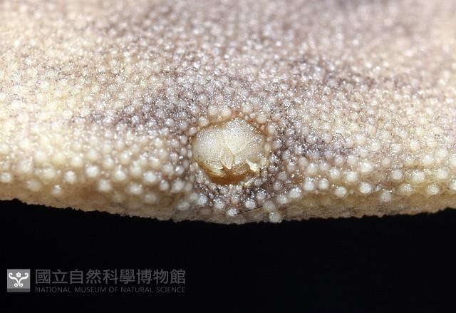 盾形網溝海膽藏品圖，第10張
