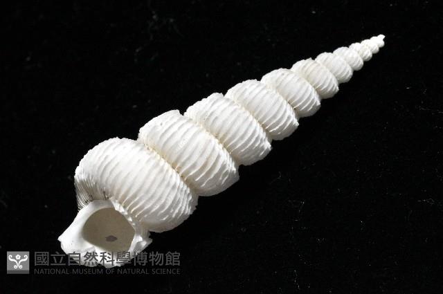 新種綺螄螺藏品圖，第10張