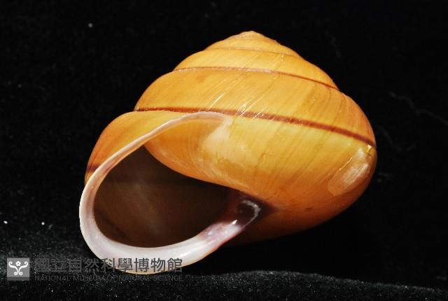 金崙栗蝸藏品圖，第10張