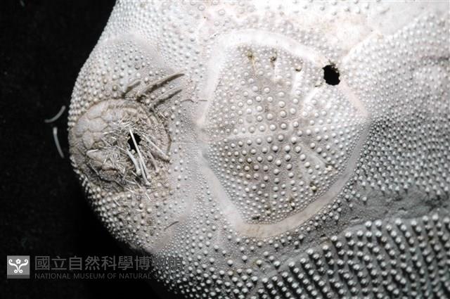心形海壺藏品圖，第10張