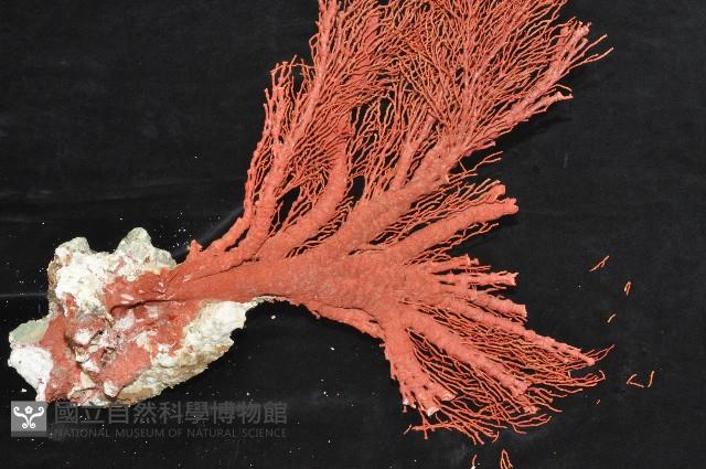 紅扇珊瑚藏品圖，第10張