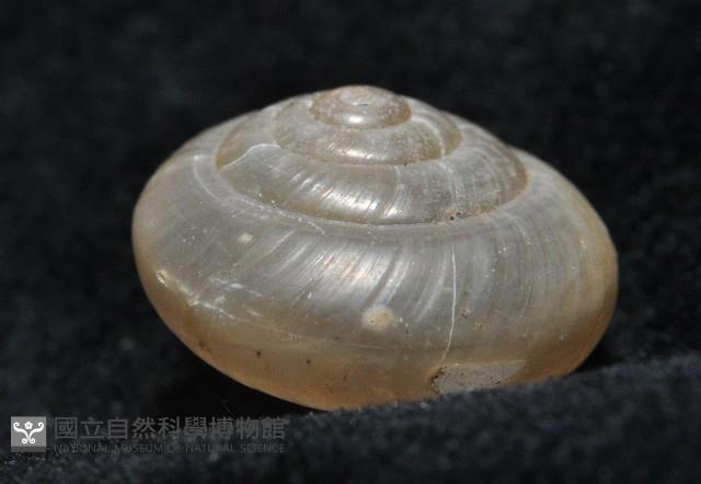 阿禮高腰蝸牛藏品圖，第10張