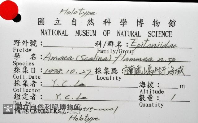 火燄海螄螺藏品圖，第10張