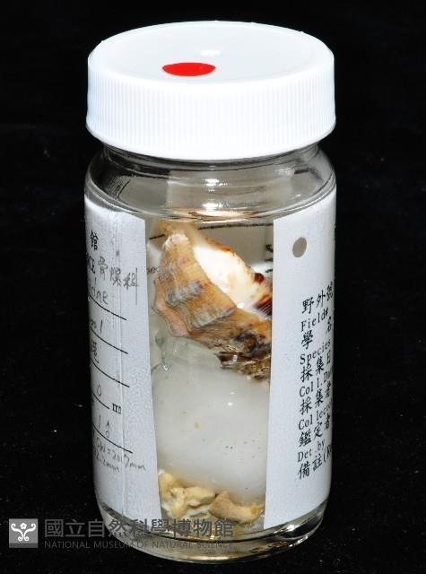 新種岩螺藏品圖，第10張