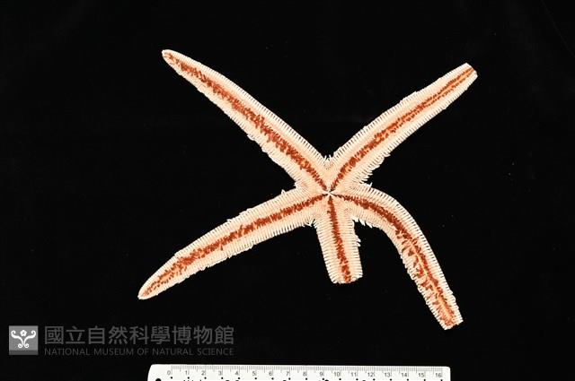 砂海星藏品圖，第10張