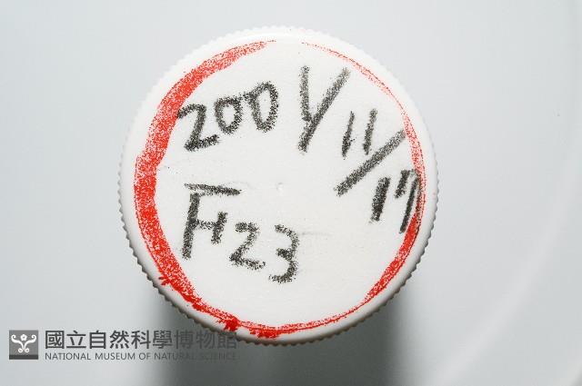 臺灣花瓣蛤藏品圖，第10張
