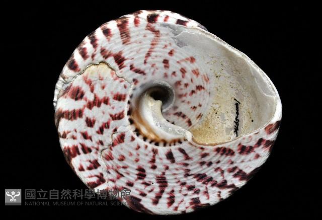 紅斑鐘螺藏品圖，第10張