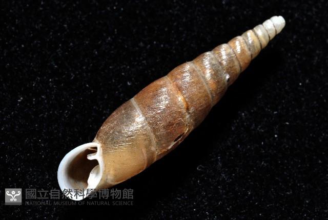 利稻煙管蝸牛藏品圖，第10張