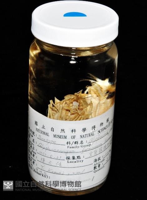 臺灣鐮蝦藏品圖，第10張