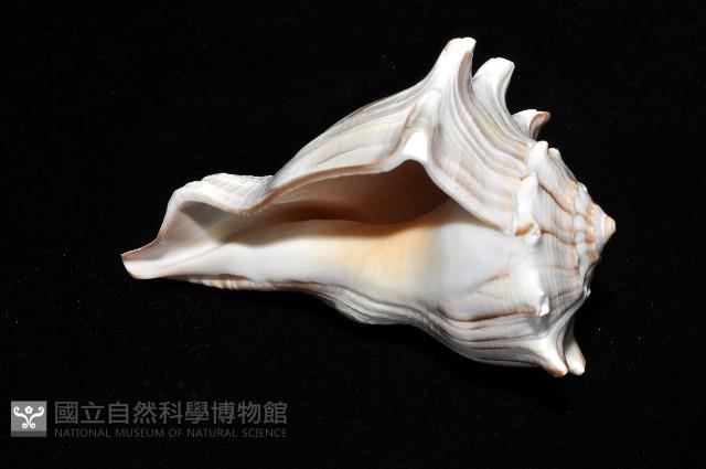 左旋角香螺藏品圖，第10張