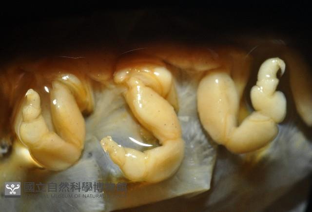 福山魚怪(新種)藏品圖，第10張