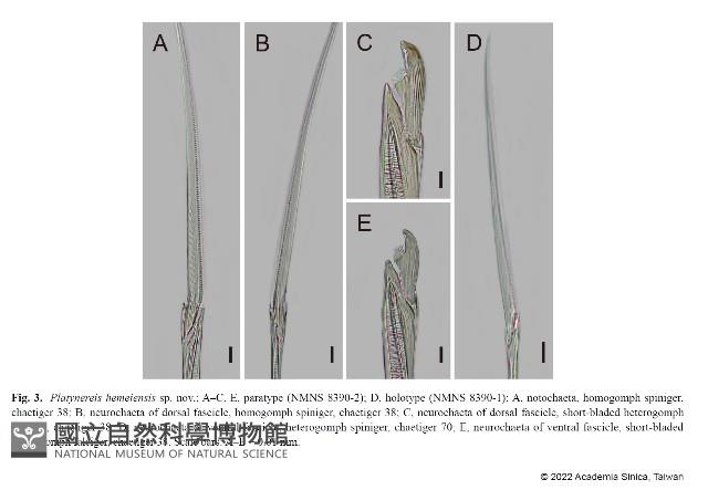 和美闊沙蠶藏品圖，第10張