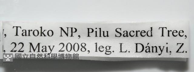 條紋木球馬陸藏品圖，第10張