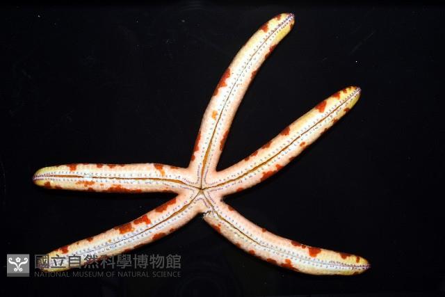 厚革滑皮海星藏品圖，第10張