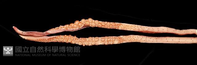 大王魷魚藏品圖，第10張