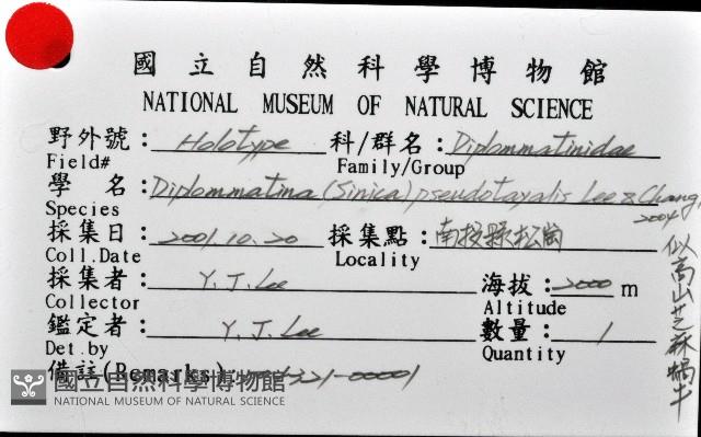 似高山芝麻蝸牛藏品圖，第10張