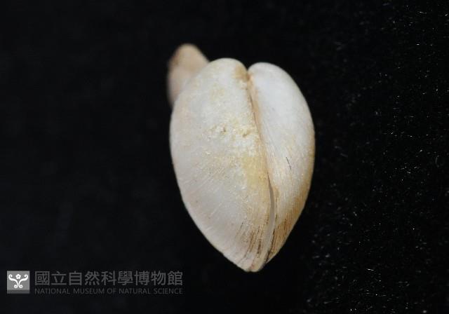 臺灣波浪蛤(新種)藏品圖，第10張