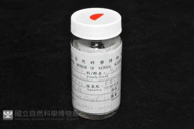 臺灣深海殼菜蛤藏品圖，第10張